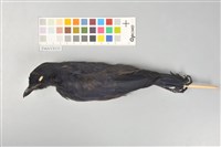 藏品(臺灣紫嘯鶇)的圖片